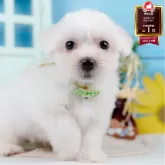 マルチーズ【神奈川県・男の子・2025年6月19日・ホワイト】の写真1「かわいい子犬の画像や当犬舎の情報を掲載しています💖是非、見てください🎶」