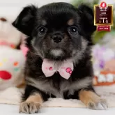 チワワ(ロング)