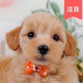 マルプー(マルチーズ×トイプードル)【神奈川県・女の子・2025年5月21日・アプリコット】の写真1「かわいい子犬の画像や当犬舎の情報を掲載しています💖是非、見てください🎶」