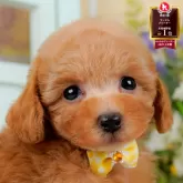 トイプードル(トイ)