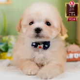 ティーカッププードル
