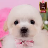 タイニープードル