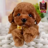 トイプードル(トイ)