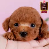 タイニープードル