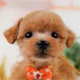 タイニープードル【神奈川県・女の子・2025年3月10日・アプリコット】の写真1「かわいい子犬の画像や当犬舎の情報を掲載しています💖是非、見てください🎶」