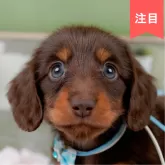 ミニチュアダックスフンド(ロング)【神奈川県・男の子・2025年4月21日・チョコタン】の写真1「かわいい子犬の画像や当犬舎の情報を掲載しています💖是非、見てください🎶」