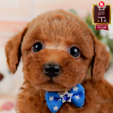 トイプードル(トイ)