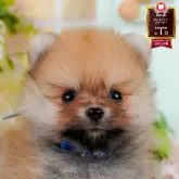 ポメラニアン