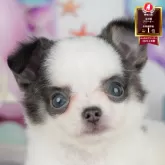 チワワ(ロング)