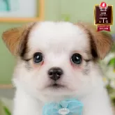 チワマル(マルチーズ×チワワ)【神奈川県・男の子・2025年9月11日・パーティー】の写真1「かわいい子犬の画像や当犬舎の情報を掲載しています💖是非、見てください🎶」