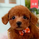 タイニープードル