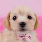マルプー(マルチーズ×トイプードル)【神奈川県・女の子・2025年4月8日・クリーム】の写真1「かわいい子犬の画像や当犬舎の情報を掲載しています💖是非、見てください🎶」