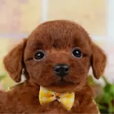 タイニープードル【神奈川県・女の子・2025年3月26日・レッド】の写真1「かわいい子犬の画像や当犬舎の情報を掲載しています💖是非、見てください🎶」