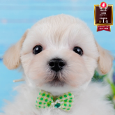 マルプー(マルチーズ×トイプードル)