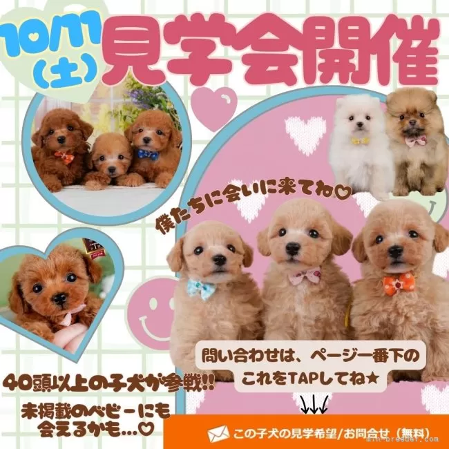 ポメマル(マルチーズ×ポメラニアン)【神奈川県・女の子・2025年7