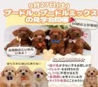トイプードル(トイ)【神奈川県・男の子・2025年8月8日・レッド】の写真2「9/27(土)限定🐶30頭以上のプードル/ミックスに会える見学会開催🎉」