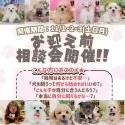 ポメラニアン【神奈川県・女の子・2025年8月13日・オレンジセーブル】の写真2「11/1〜3🎊子犬との暮らしを始める前に相談しませんか？🐶💬」