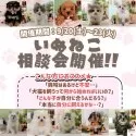 ミニチュアダックスフンド(ロング)【神奈川県・女の子・2025年6月10日・ブラック&タン】の写真2「💛迎えていいかな？”を“この子だ！”に変える相談会🐾」