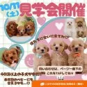 ポメプー(ポメラニアン×トイプードル)【神奈川県・男の子・2025年6月18日・ブラック】の写真2「10/11(土)開催🍁 秋はお迎えベストシーズン！小型犬見学会🐶」