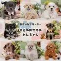 トイプードル(トイ)【神奈川県・男の子・2025年10月6日・レッド】の写真2「可愛い子犬たち大集合💛今週のおすすめわんちゃんたちです🐶💕」