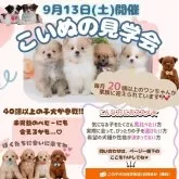 トイプードル(トイ)【神奈川県・男の子・2025年7月14日・レッド】の写真2「🍼掲載中の子はもちろん！未掲載の子犬にも会える特別な日💓」