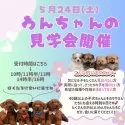 トイプードル(トイ)【神奈川県・男の子・2025年3月29日・レッド】の写真2「5/24ワンちゃんの見学会開催🎉きゅんとする出会いが、きっと待ってる…🐶💞」