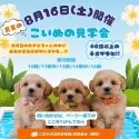 ポメプー(ポメラニアン×トイプードル)【神奈川県・女の子・2025年6月18日・ブラック】の写真2「🐶8/16開催🐶☀️40頭以上が大集合♪ この夏、“うちの子”と出会う感動を🐾」
