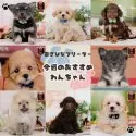 マルチーズ【神奈川県・男の子・2025年10月22日・ホワイト】の写真2「可愛い子犬たち大集合💛今週のおすすめわんちゃんたちです🐶💕」