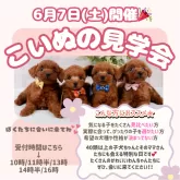 ポメプー(ポメラニアン×トイプードル)【神奈川県・女の子・2025年4月4日・レッド】の写真2「🐶6/7見学会開催🐾今のうちに準備して、夏は一緒にお出かけ🎐」