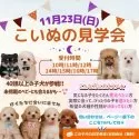 タイニープードル【神奈川県・男の子・2025年8月24日・クリーム】の写真2「11/23(日)限定🎉40頭以上大集合！未掲載ベビーに会えるチャンス❄️🐾」