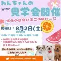 マルプー(マルチーズ×トイプードル)【神奈川県・男の子・2025年4月26日・アプリコット】の写真2「夏のお迎えがいちばん安心♪秋にはお散歩デビュー！」
