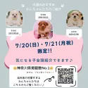 タイニープードル【神奈川県・男の子・2025年5月2日・レッド】の写真2「気になってた子、ぜ〜んぶ会える！運命の2日間🐾」