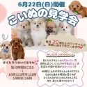 チワワ(ロング)【神奈川県・男の子・2025年4月10日・ブラックタン】の写真2「6月22日(日)限定🐾子犬たちとふれあえる大チャンス！」