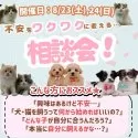 ティーカッププードル【神奈川県・女の子・2025年5月29日・ホワイト】の写真2「🐶ふれあい＋相談でじっくり2時間楽しめる相談会💭」