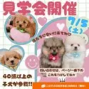 ポメチワ(ポメラニアン×チワワ)【神奈川県・男の子・2025年5月7日・レッド】の写真2「🐾40頭以上と出会える！7/5は“運命の子”に会える日💕」