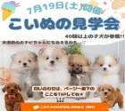 コッカプー(トイプードル×アメリカンコッカースパニエル)【神奈川県・男の子・2025年5月24日・クリーム】の写真2「7/19は夏のモフモフ祭り🎐かわいい子犬大集合🐶💗」