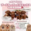 チワワ(ロング)【神奈川県・男の子・2025年6月22日・ブルータンホワイト】の写真2「ワンちゃん初心者さん必見✨飼いやすいプードル＆MIXが30頭以上大集合！」