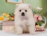 ポメラニアン【神奈川県・女の子・2024年11月24日・クリーム】の写真2「🌟お気に入り登録してくれた方限定🌟未掲載のお写真や特別クーポンプレゼント🎁」