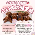 ポメラニアン【神奈川県・女の子・2025年4月10日・パーティー】の写真2「🐶6/7見学会開催🐾今のうちに準備して、夏は一緒にお出かけ🎐」