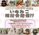 タイニープードル【神奈川県・女の子・2025年8月1日・アプリコット】の写真2「💛迎えていいかな？”を“この子だ！”に変える相談会🐾」