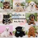 チワワ(ロング)【神奈川県・女の子・2025年8月31日・チョコレート&タン】の写真2「可愛い子犬たち大集合💛今週のおすすめわんちゃんたちです🐶💕」