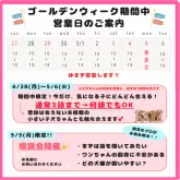 タイニープードル【神奈川県・男の子・2025年2月13日・レッド】の写真2「🌸GWの営業について🌸お休みなく毎日かわいいワンちゃんたちとお待ちしております💕」