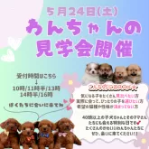 ポメラニアン【神奈川県・女の子・2025年3月24日・オレンジ】の写真2「5/24ワンちゃんの見学会開催🎉きゅんとする出会いが、きっと待ってる…🐶💞」