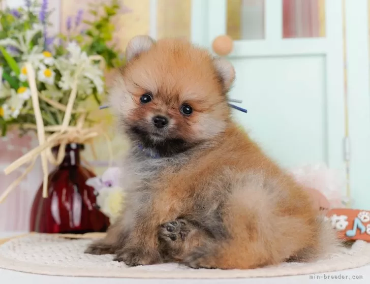 オーダー受付　ポメラニアン　ご予約ページ　8/9 ポメラニアン【神奈川県・男の子・2025年6月23日・オレンジ