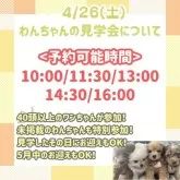 チワワ(ロング)【神奈川県・男の子・2025年1月30日・チョコレート&タン】の写真4「🌟全頭総額表示🌟接種済ワクチン代・マイクロチップ代・健康診断料込」