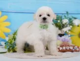 タイニープードル【神奈川県・男の子・2025年5月6日・クリーム】の写真4「当日見学OK！！まずは、お気軽にご連絡ください🎶」