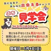 ポメラニアン【神奈川県・女の子・2025年3月6日・オレンジ】の写真5「🐶ぷち見学会開催💕可愛いワンちゃんが大集合💓💓」