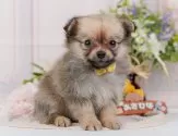 ポメチワ(ポメラニアン×チワワ)【神奈川県・女の子・2025年9月4日・レッドセーブル】の写真4「当日見学OK！！まずは、お気軽にご連絡ください🎶」