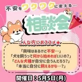 マルプー(マルチーズ×トイプードル)【神奈川県・男の子・2025年3月19日・レッド】の写真6「🐶相談会開催🎉プロにお迎え前の不安をなんでも相談できちゃいます🎶」