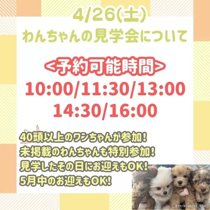 チワックス(チワワ×ダックスフンド)【静岡県・男の子・2025年2月